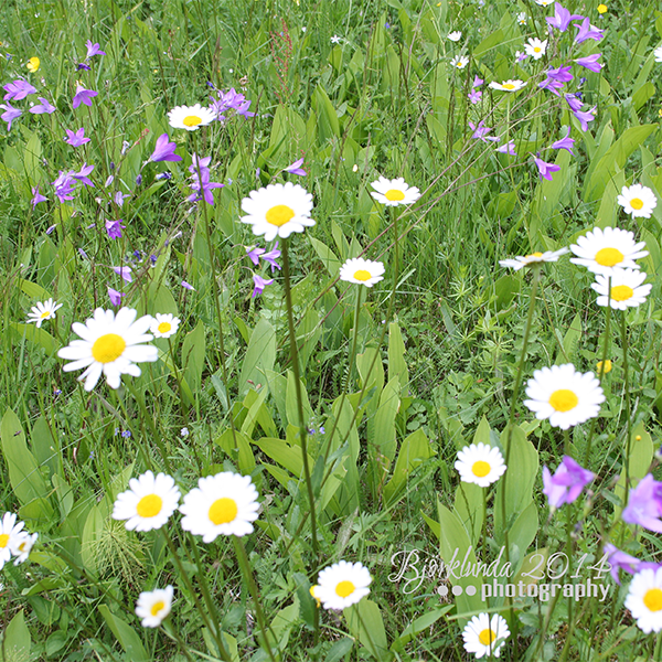 Wiesenblumen in Schweden