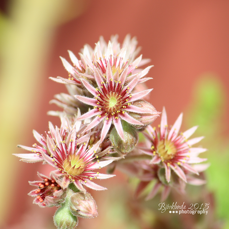 Steinwurzblüte - Nahaufnahme