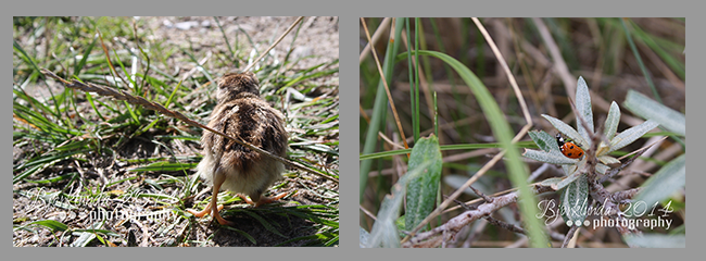 Tierische Entdeckungen