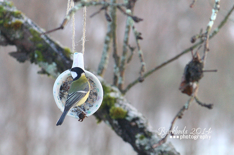 Schwarzmeise am Vogelfutter