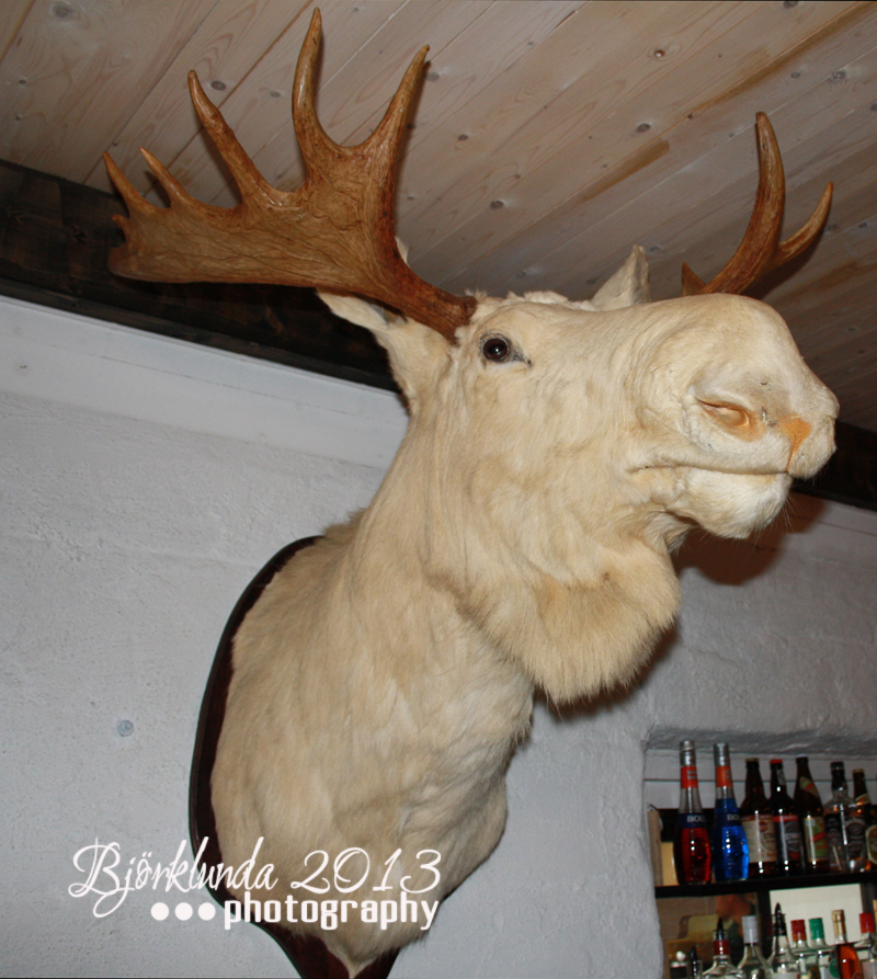 Stilecht ein passender weier Elch (lg/Moose) im Elchrestaurant Sysslebck (Vrmland) - lgrestaurant / Mooserestaurant  Sysslebck (Vrmland)