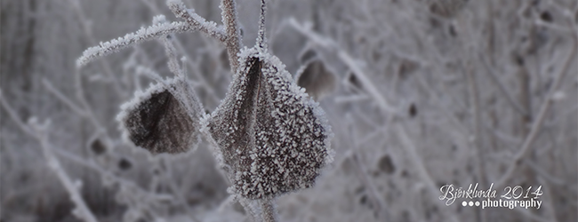 Frost und eisige Temperaturen bilden kleine Kunstwerke in der Natur - Schweden