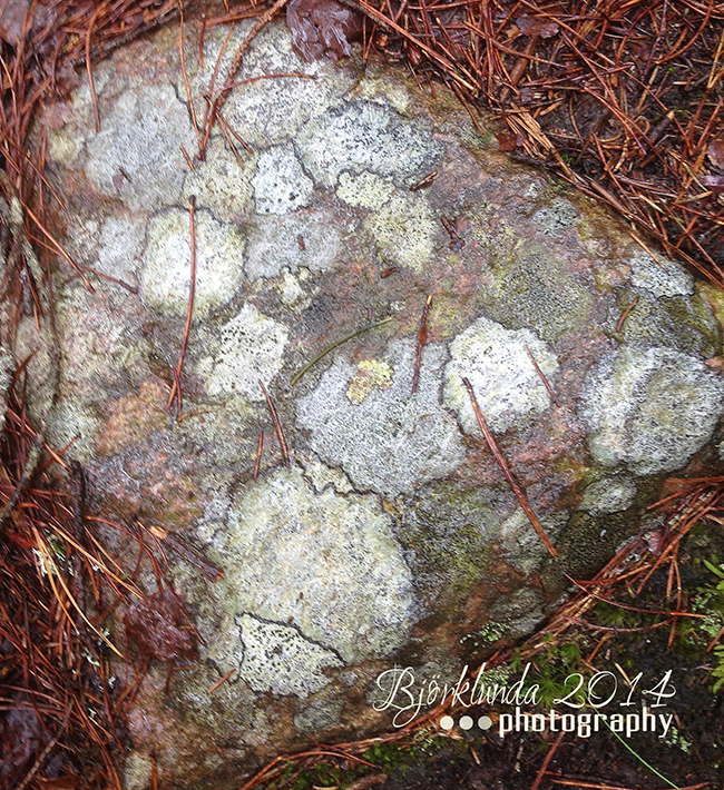 Stein mit Flechten in verschiedenen Grautönen - Schweden 