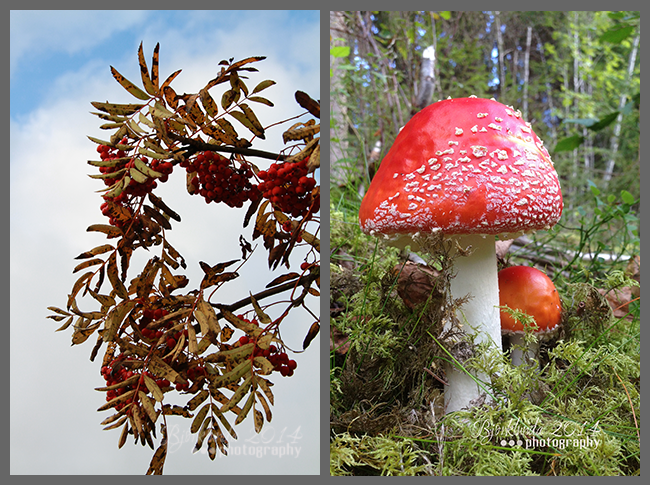 Früchte im schwedischen Herbst