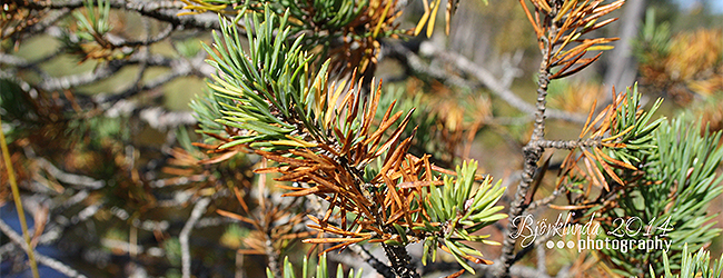 Kiefern und Lärchen im schwedischen Herbst