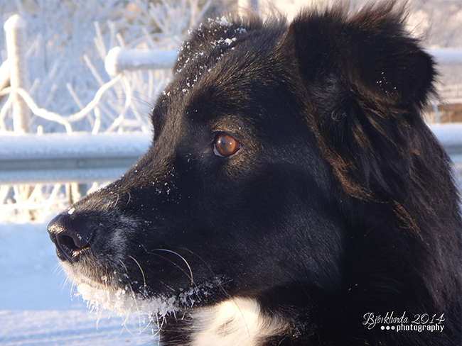 Hund im Schnee - Schweden