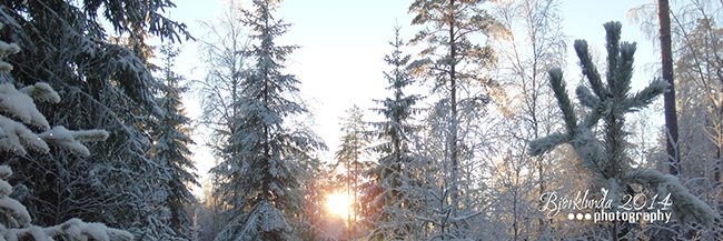 Schwedischer Winterwald