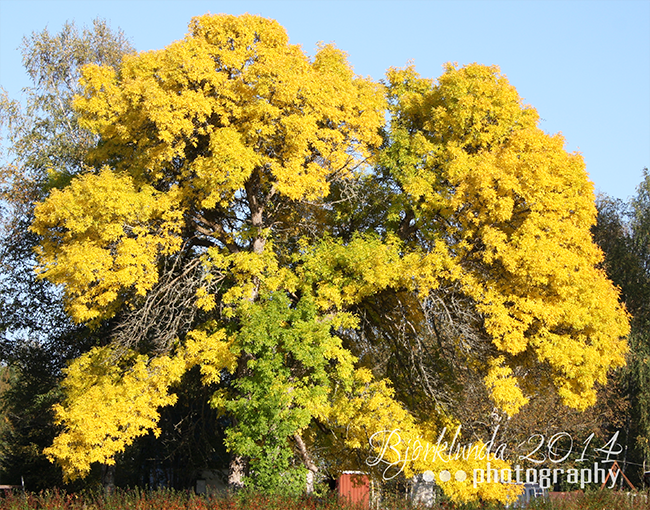 Goldener Herbst in Schweden