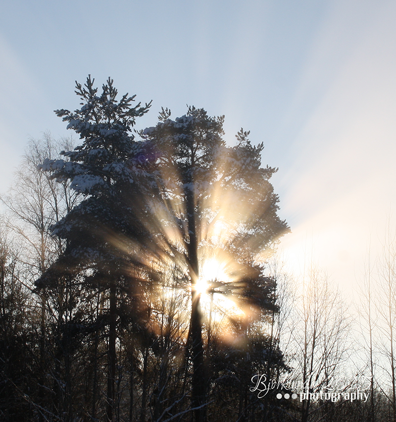 #Schwedenkalender2015 - Woche 6 - Strahlender Baum