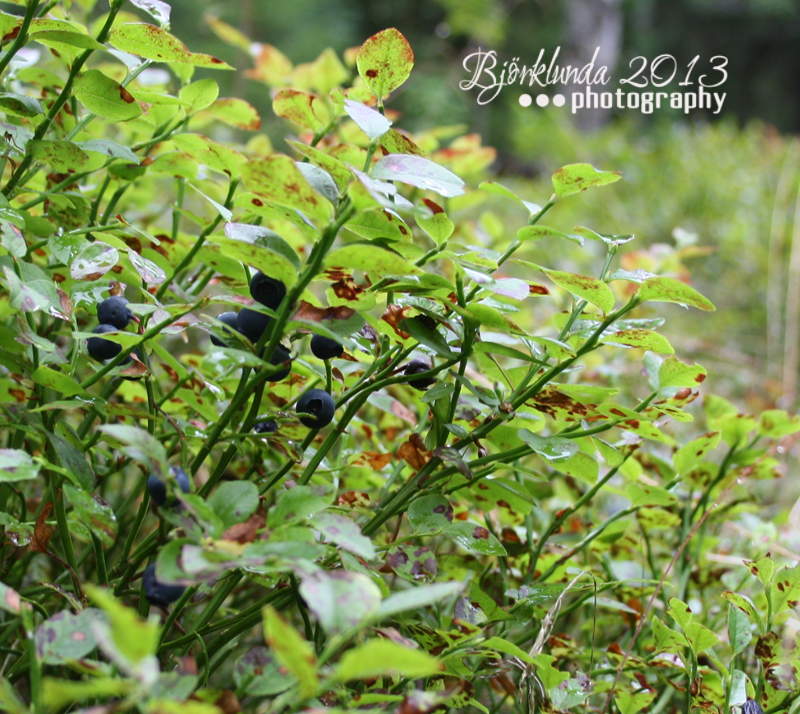 Schwedische Heidelbeeren - Svensk Blåbär