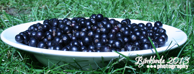 Schwedischer Johannisbeerlikör