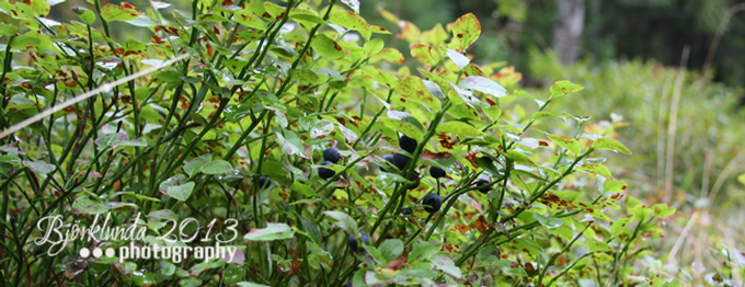 Svensk Blåbärsylt (schwedische Heidelbeermarmelade)