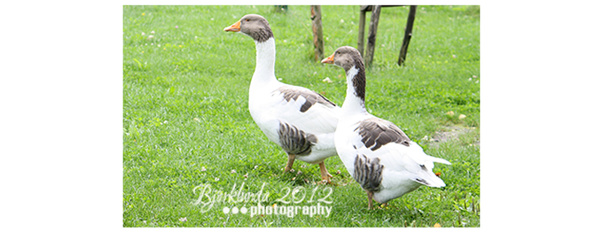 Schweden und St. Martin - Die Gans des Heiligen Martin