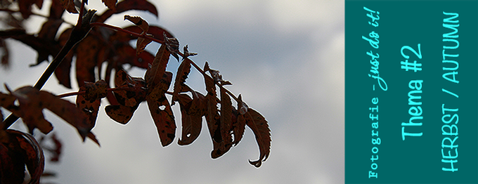 FJDI - #2 - Die Farben des Herbstes