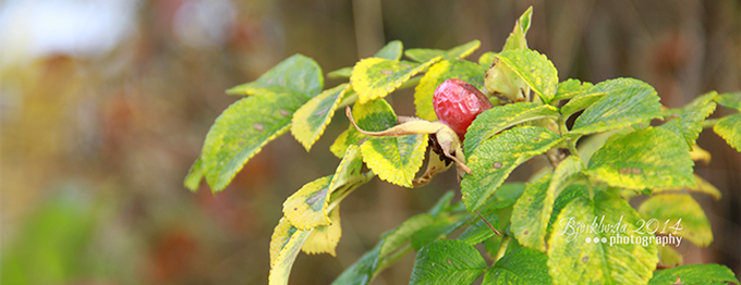 FJDI - #2 Der Herbst im Detail