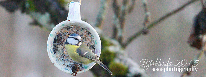Ein Festmahl - Vogelfutter selbstgemacht