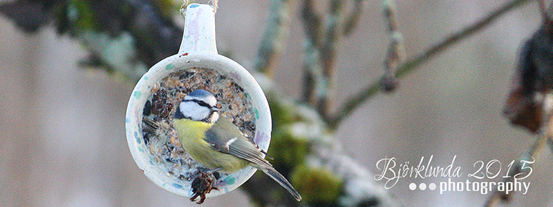 Ein Festmahl - Vogelfutter selbstgemacht