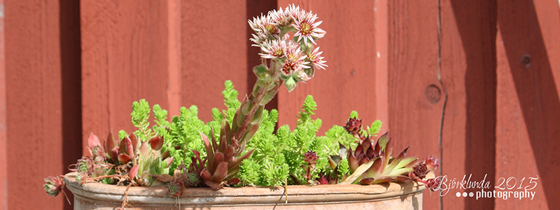 Micro - Makro oder Einfach nur BUNT in Rosé