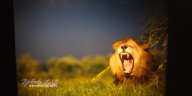 National Geographic Ausstellung im Värmlands Museum
