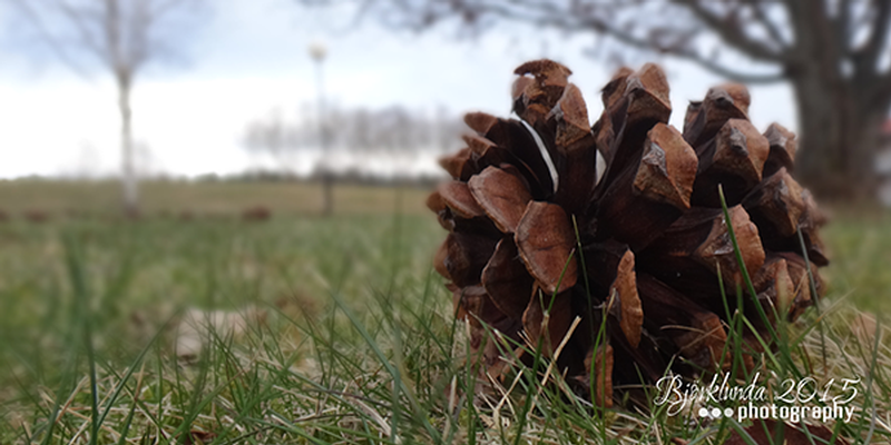 FRÜHLING in Schweden