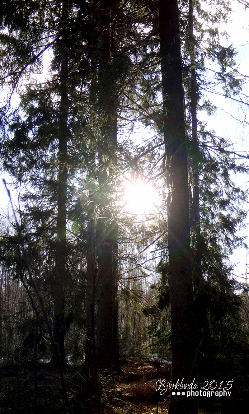 #Schwedenkalender2015 - Eine Reise durch die schwedischen Jahreszeiten (Woche 15)