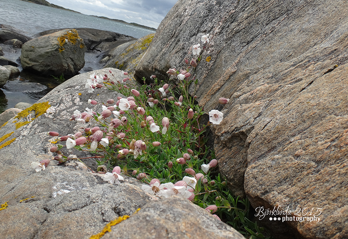 #Schwedenkalender2015 - Eine Reise durch die schwedischen Jahreszeiten (Woche 24)