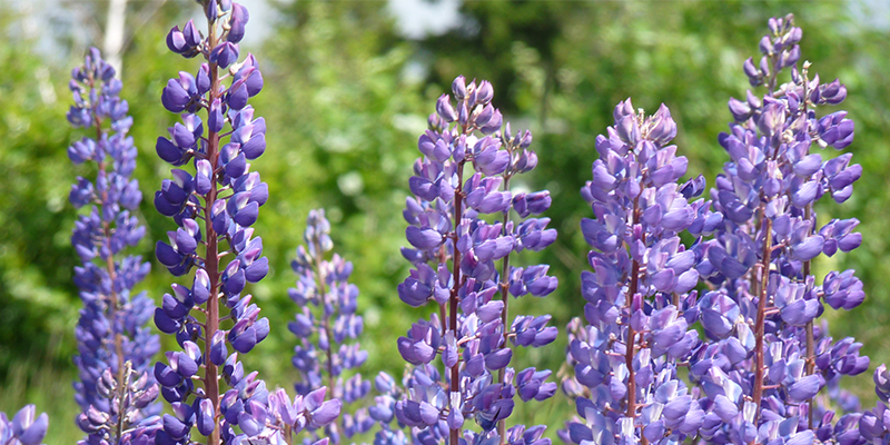 Wegen besserer Arbeitsaussichten nach Schweden ausgewandert - Ein Erfahrungsbericht von Miriam