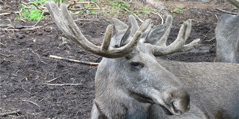 Wegen besserer Arbeitsaussichten nach Schweden ausgewandert - Ein Erfahrungsbericht von Miriam