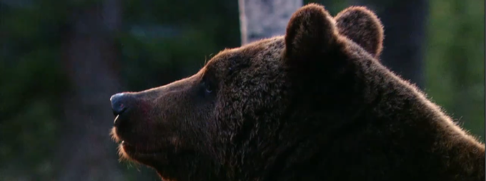 Im Reich der Bären - Orsa Finnmark (Dalarna)