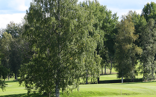 Blekinge, Golf, Schweden, Golf spielen, Golfklub, Green, Patting