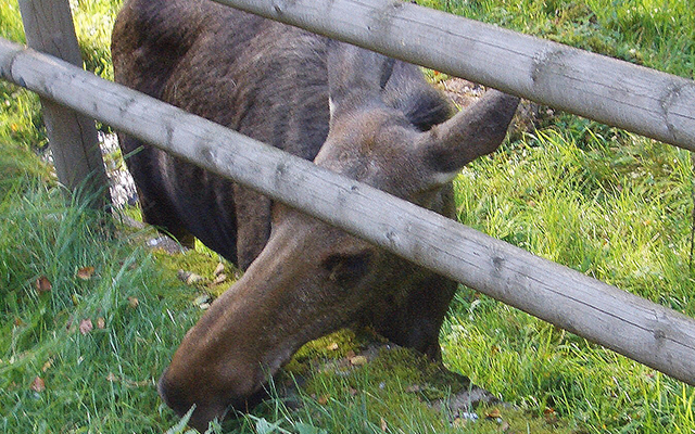 Borås, Västra Götaland, Schweden, Tierpark, Zoo, Stadion, Klettergarten, Tropenhaus