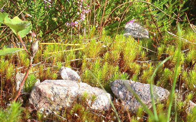 Linneleden, Fahrrad, Radeln, Fahrradweg, Trollhättan, Schweden, Vänersborg, Radfahren