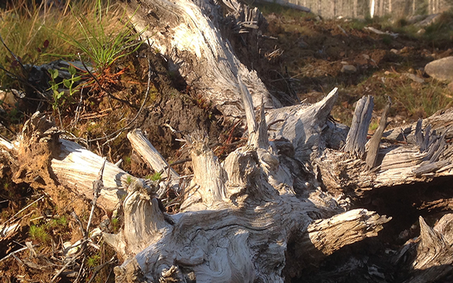 Wandern, Schweden, Wanderungen, Wanderwege, Wandertouren