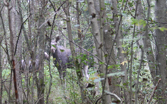 Brattfallet, Ekshärad, Hagfors, Värmland, Dalarna, Schweden, Wandern, Klarälv, Vengåns, Halgån