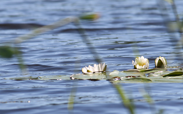 Mora, Schweden, Sälen, Vasaloppsleden, Wandern, Vasalauf, Trekking