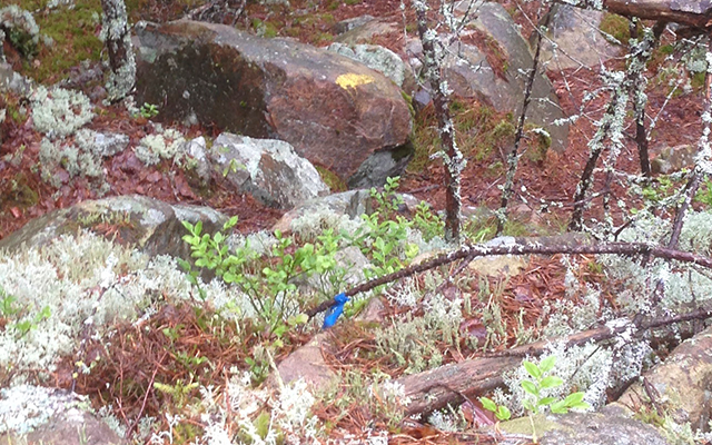 Siljansfors, Skogsmuseum, Waldmuseum, Schweden, Dalarna, Wandern, Trekking, Wald, Siljansee