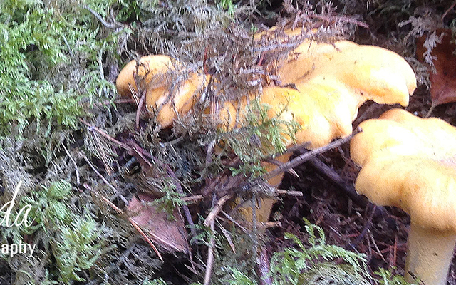 Jedermannsrecht, Allemansrätt, Schweden, Natur, Pilze, Früchte, Hunde