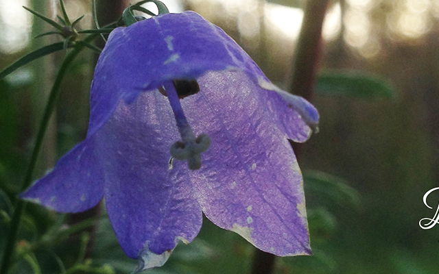 Polizei, Feuerwehr, Krankenwagen, deutsche Botschaft, Schweden, Telefon, Telefonnummer