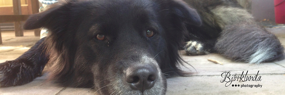 Schweden Hund