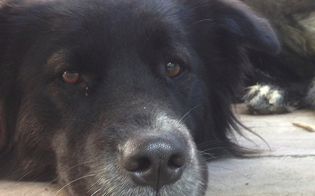 Schweden, Hund, Vierbeiner, Verhalten, Leine, Leinenzwang, Campingplatz, Natur