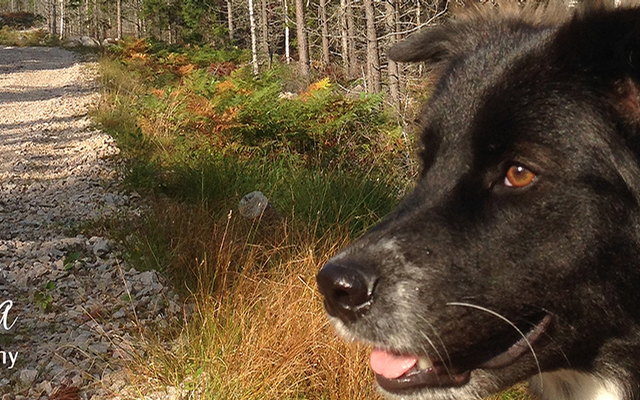 Einfuhr, Hunde, Katzen, Schweden, Norwegen, Skandinavien, Zoll, Haustier, Tollwut, Impfung