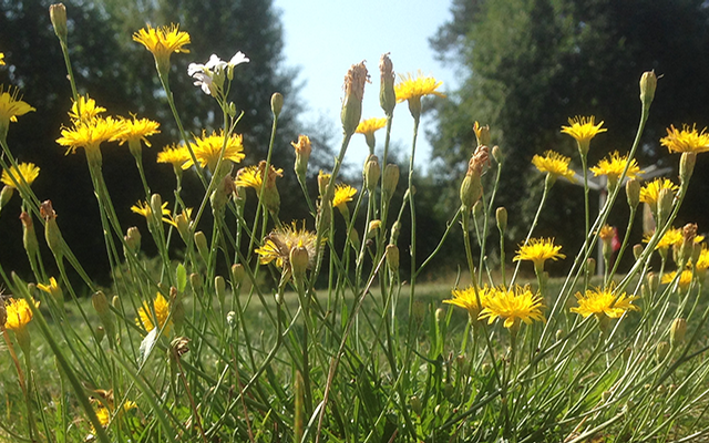 Gesundheit, Arzt, Unfall, Notfall, Schweden, EU, Schmerz