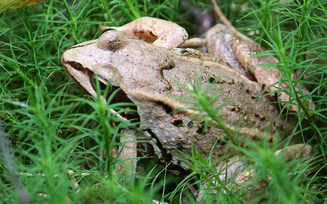 Jedermannsrecht, Allemansrätt, Schweden, Natur, Regeln